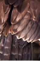 bird feathers 0016